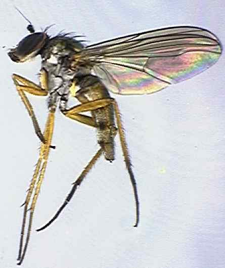 Argyra leucocephala